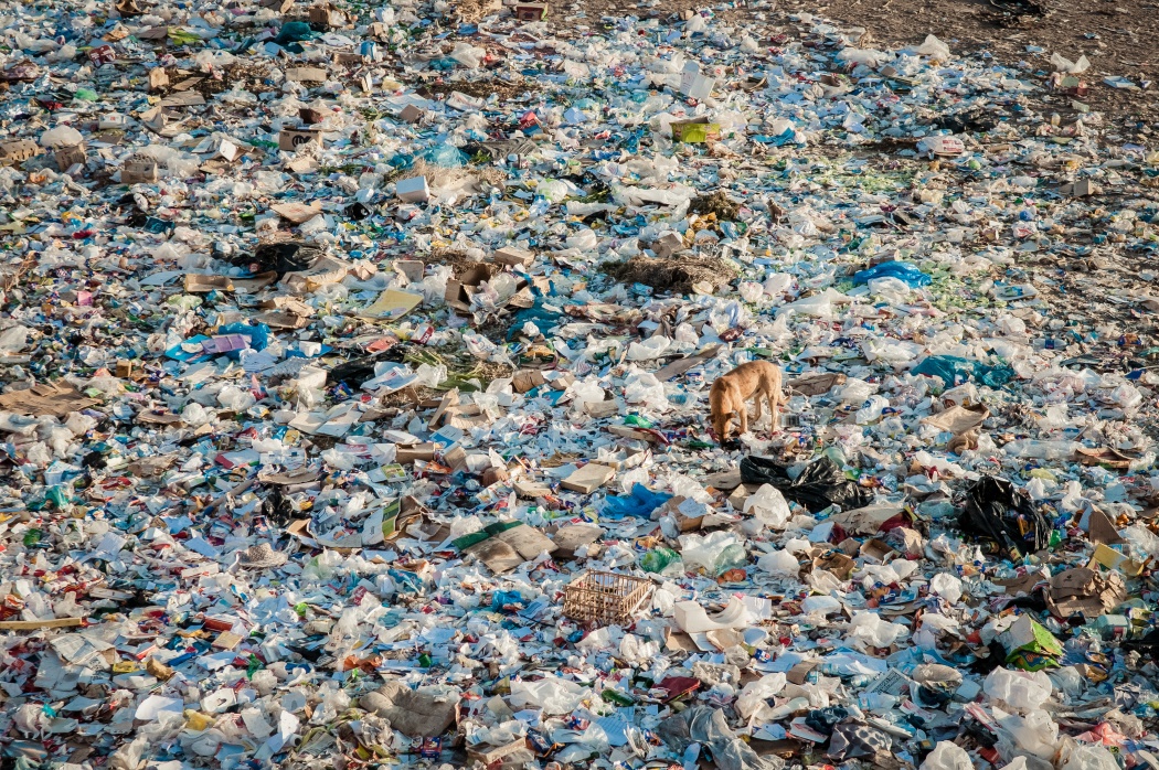 A stray in the Sharm el Sheikh landfill
