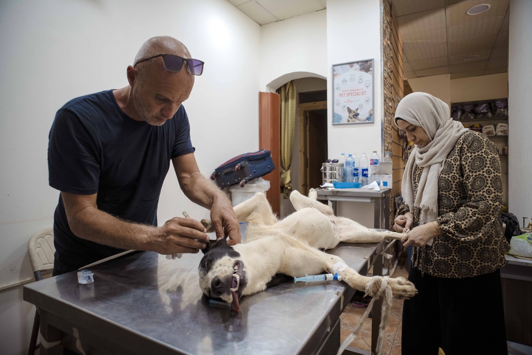 After neutering the stray, veterinarian Amira and volunteer Alberto clean it of parasites before placing it back on the streets.