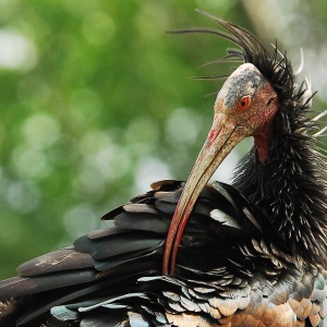 Geronticus eremita (ibis eremita)